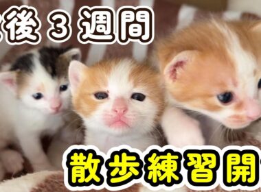 【ドキドキ☆】生後３週間が経ち、子猫たちの散歩練習始めました！