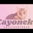 ★CatLive★15【Mee】