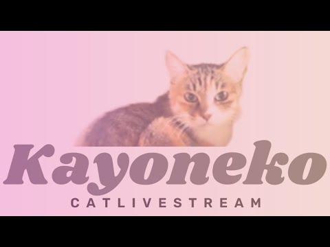 ★CatLive★15【Mee】