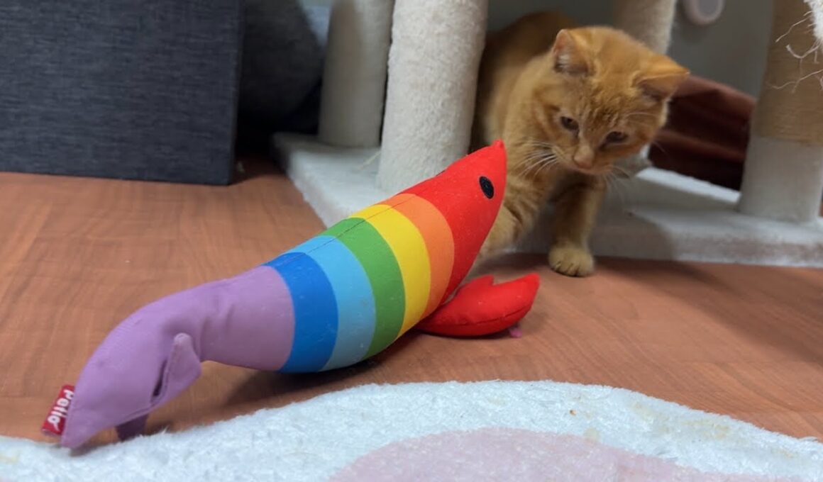 今日保護した茶トラの子猫と楽しく生配信