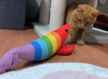 今日保護した茶トラの子猫と楽しく生配信