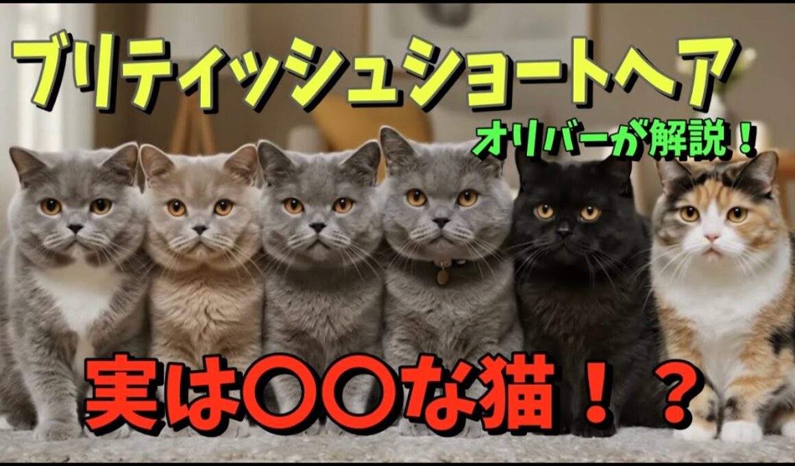 ブリティッシュショートヘアってどんな猫？【歴史・特徴・体格・毛色・性格・飼いやすさ】AIオリバーが特徴を教えるよ😺♪