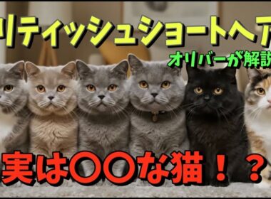 ブリティッシュショートヘアってどんな猫？【歴史・特徴・体格・毛色・性格・飼いやすさ】AIオリバーが特徴を教えるよ😺♪