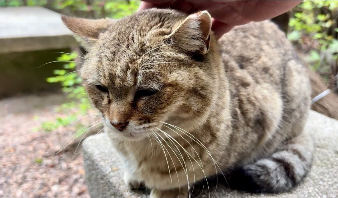 他の猫いてちょっと不満なおしゃべり猫モナカとシレっとハチ君