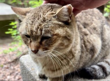 他の猫いてちょっと不満なおしゃべり猫モナカとシレっとハチ君