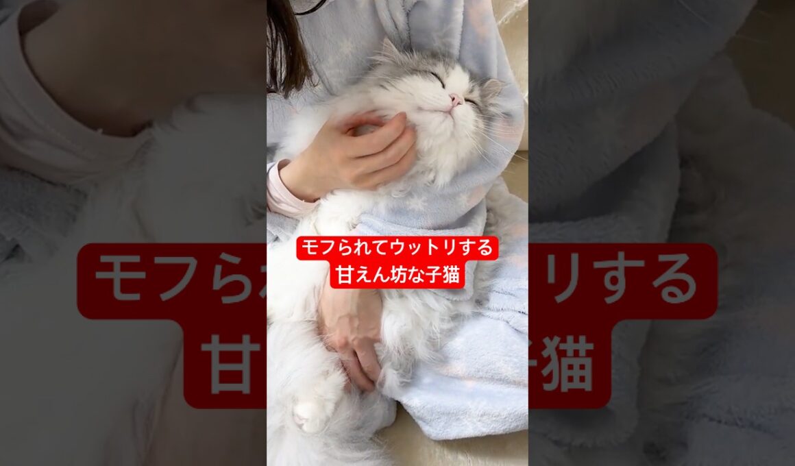 甘えん坊な子猫の最高に幸せな瞬間 #子猫 #ぽこ太郎 #ラガマフィン