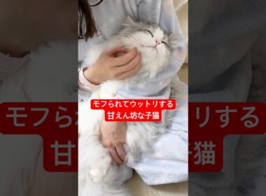 甘えん坊な子猫の最高に幸せな瞬間 #子猫 #ぽこ太郎 #ラガマフィン