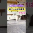 20260501メインクーンだけの【猫カフェの出勤風景】#cat #cooncat #mainecat #もふもふ
