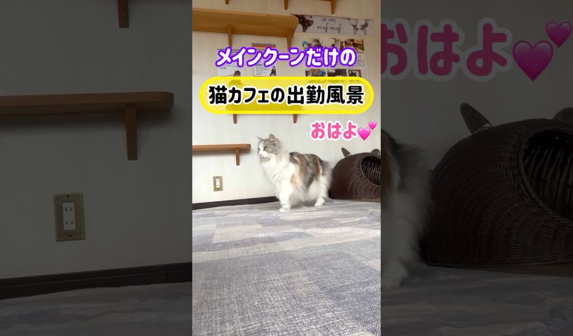 20260501メインクーンだけの【猫カフェの出勤風景】#cat #cooncat #mainecat #もふもふ