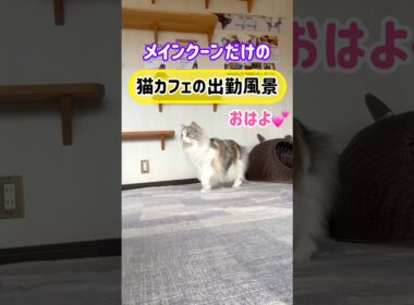 20260501メインクーンだけの【猫カフェの出勤風景】#cat #cooncat #mainecat #もふもふ