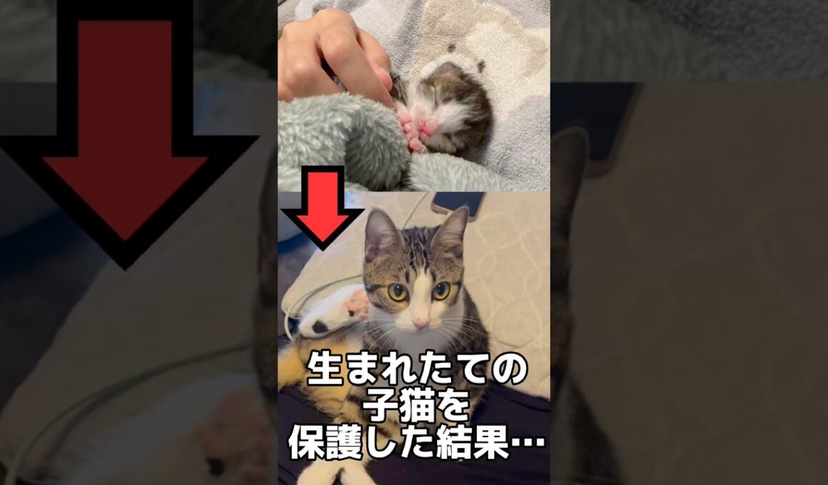 生後0日の子猫を拾った結果#shorts #子猫 #保護猫 #猫 #catvideos #kitten