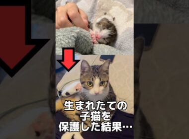 生後0日の子猫を拾った結果#shorts #子猫 #保護猫 #猫 #catvideos #kitten
