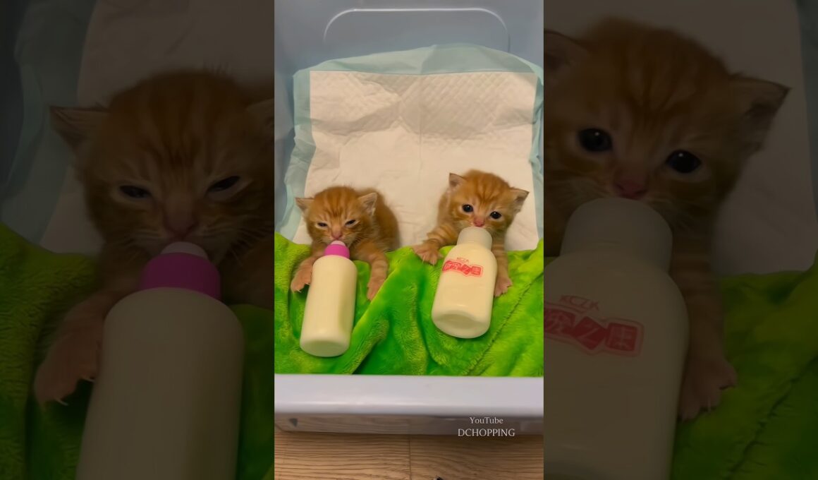 🍼🥰子猫のミルクタイム #cat #kitten #子猫 #asmr