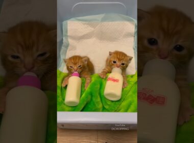 🍼🥰子猫のミルクタイム #cat #kitten #子猫 #asmr