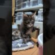 目鼻立ちが整ったメインクーン赤ちゃん愛奈ちゃん