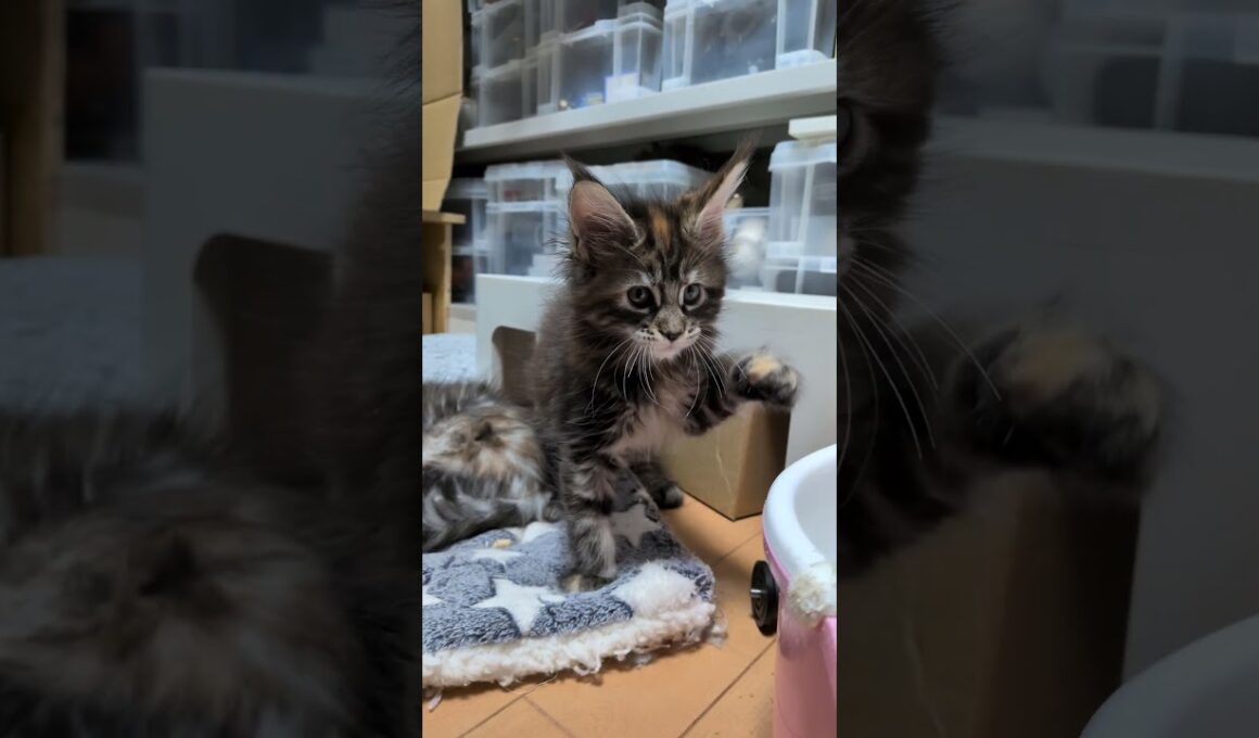 目鼻立ちが整ったメインクーン赤ちゃん愛奈ちゃん