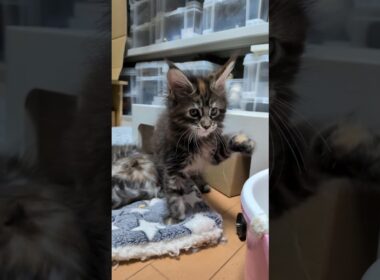目鼻立ちが整ったメインクーン赤ちゃん愛奈ちゃん