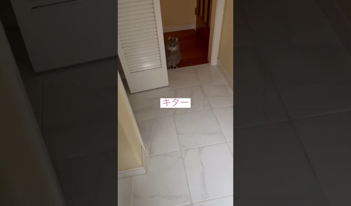カールは見た #ねこ動画 #アメリカンカール