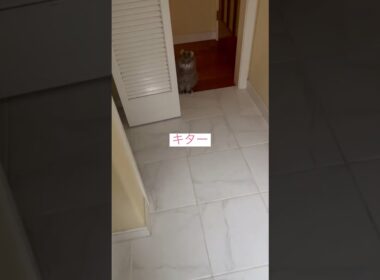 カールは見た #ねこ動画 #アメリカンカール