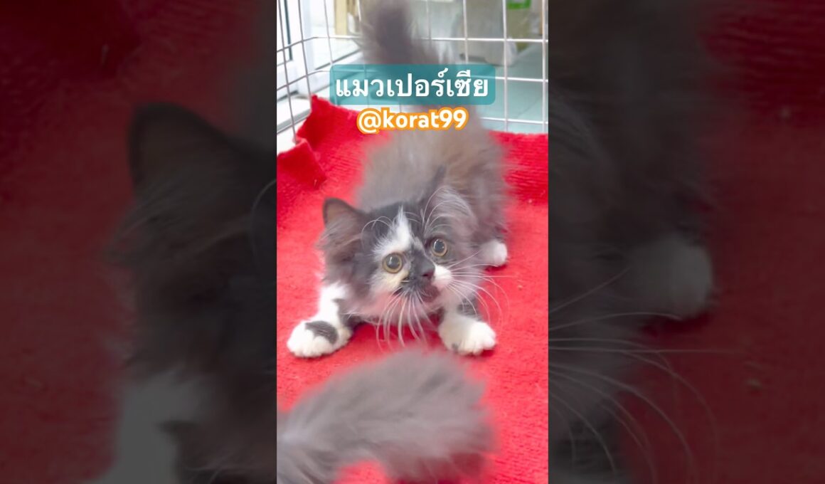 แมวเปอร์เซีย #littledogkorat #นครราชสีมา #ลูกแมว #สัตว์เลี้ยง ￼#แมวเปอร์เซีย