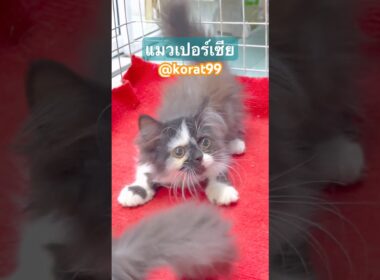 แมวเปอร์เซีย #littledogkorat #นครราชสีมา #ลูกแมว #สัตว์เลี้ยง ￼#แมวเปอร์เซีย