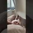 朝からケンカする猫たちスルタンとアレクサンドラ【スフィンクス】