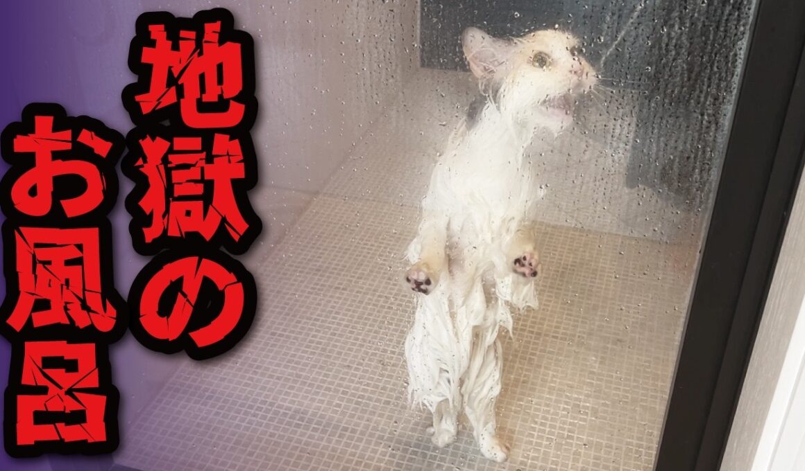 だれか助けてぇぇえぇえええええええええええええええ！！！！！！！