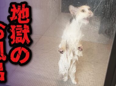 だれか助けてぇぇえぇえええええええええええええええ！！！！！！！