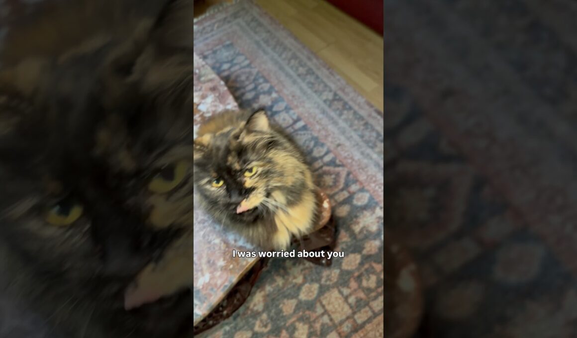 Missing Manx cat! #cat #catlady