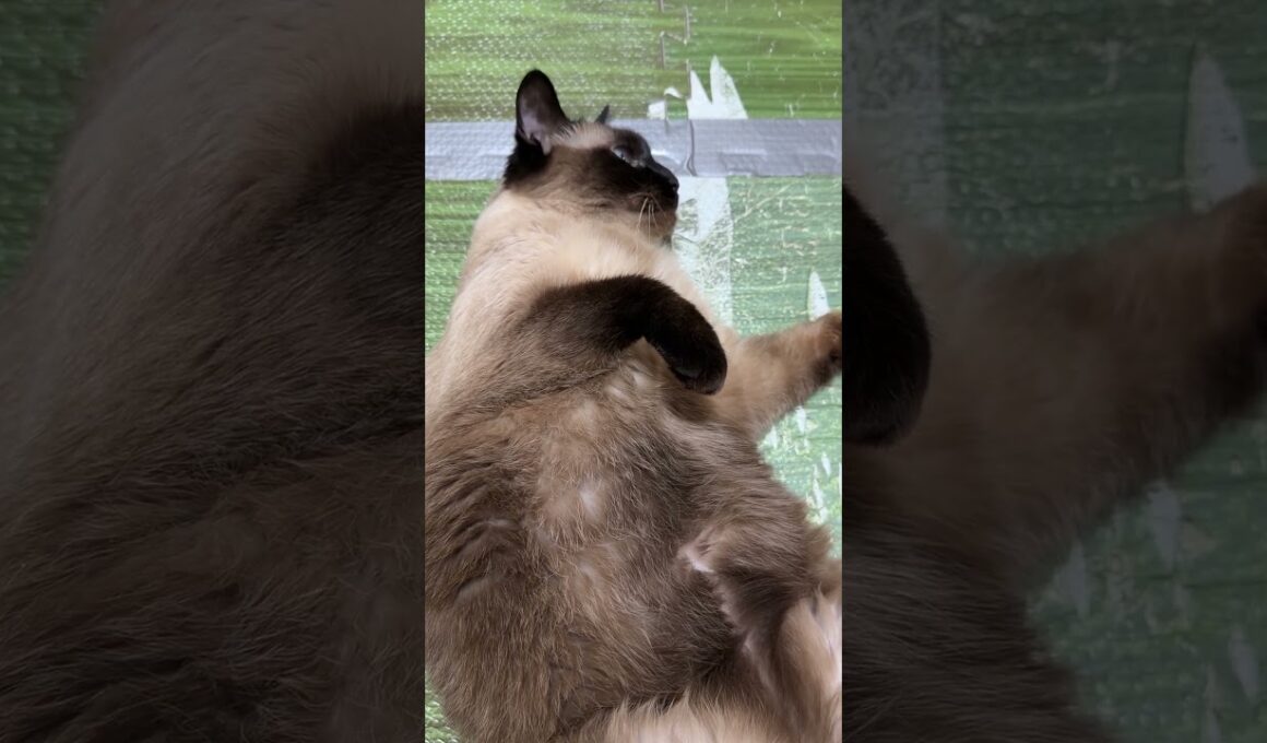 ゴロン中のシャム猫のふくさん【たぬき猫】 #cat #しゃむねこ #猫のいる暮らし #猫好きさんと繋がりたい #ねこ #cutecat #cat