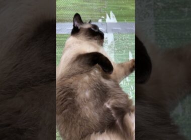 ゴロン中のシャム猫のふくさん【たぬき猫】 #cat #しゃむねこ #猫のいる暮らし #猫好きさんと繋がりたい #ねこ #cutecat #cat