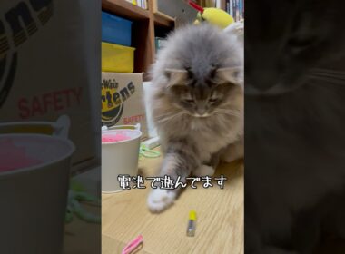 サイベリアン猫日記【2023.05.07】1歳10ヶ月 #siberiancat