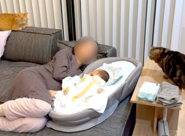 赤ちゃんが気になりすぎな猫、一歩前進！？