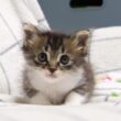 初めて見るおもちゃにビビる赤ちゃん子猫がですが、ママの手は嚙み嚙みするのでした【赤ちゃん猫　保護猫】