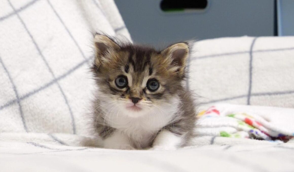 初めて見るおもちゃにビビる赤ちゃん子猫がですが、ママの手は嚙み嚙みするのでした【赤ちゃん猫　保護猫】