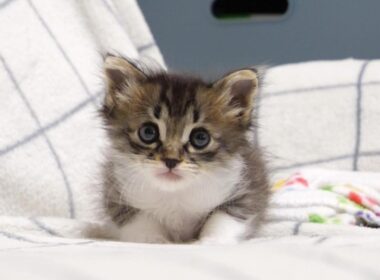 初めて見るおもちゃにビビる赤ちゃん子猫がですが、ママの手は嚙み嚙みするのでした【赤ちゃん猫　保護猫】