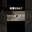 最後何かに倒された🔫 #shorts #猫 #子猫 #ラグドール #甘えん坊猫 #猫のいる暮らし