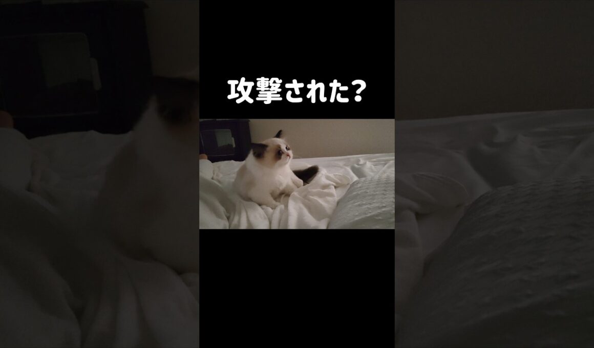 最後何かに倒された🔫 #shorts #猫 #子猫 #ラグドール #甘えん坊猫 #猫のいる暮らし
