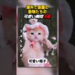 もう可愛すぎて限界ｗ帽子を被った子猫や、テレビを鑑賞するネコが衝撃の可愛さ！【Part69】 #shorts