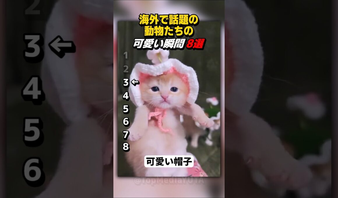 もう可愛すぎて限界ｗ帽子を被った子猫や、テレビを鑑賞するネコが衝撃の可愛さ！【Part69】 #shorts