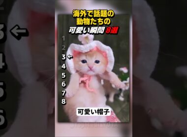 もう可愛すぎて限界ｗ帽子を被った子猫や、テレビを鑑賞するネコが衝撃の可愛さ！【Part69】 #shorts