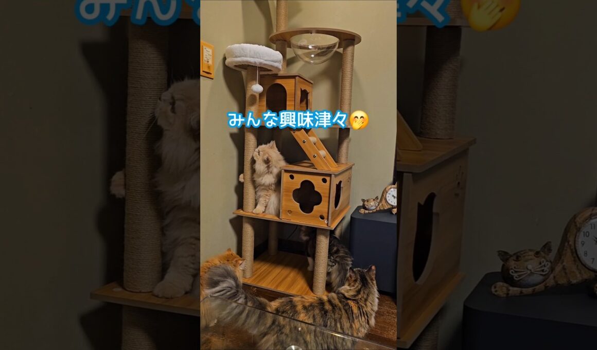Newキャットタワー😽【女王】に陣取られる😱 #shorts