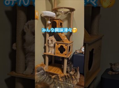 Newキャットタワー😽【女王】に陣取られる😱 #shorts
