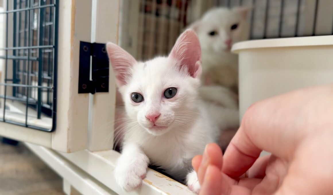子猫を撫でた瞬間ママ猫から厳しい指導が入りました【白玉ちゃん日記】A strict lesson from Mama cat for stroking her baby.