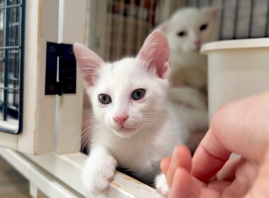 子猫を撫でた瞬間ママ猫から厳しい指導が入りました【白玉ちゃん日記】A strict lesson from Mama cat for stroking her baby.