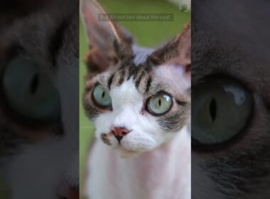 Cornish Rex Cats: The Hypoallergenic Cat?