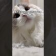 猫の女の子だけが持っている特別な魅力💖#shorts #猫 #cat #ラグドール #猫のいる暮らし