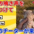 【2ch動物スレ】外で鳴く子猫→声を聴いてチーターが来たｗｗｗｗｗ