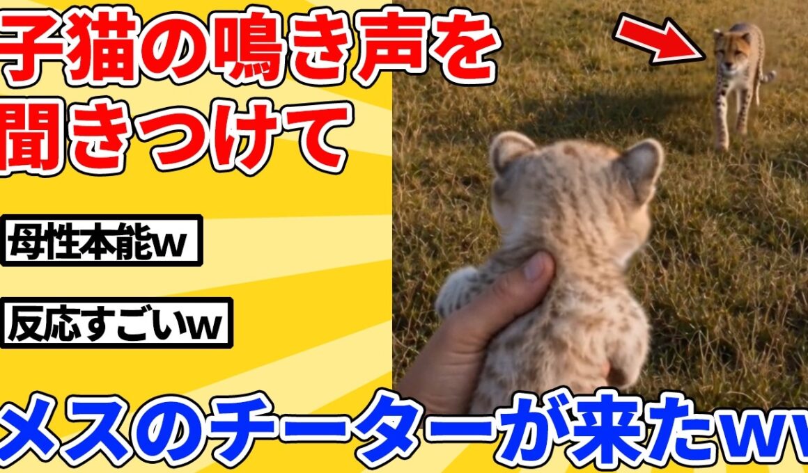 【2ch動物スレ】外で鳴く子猫→声を聴いてチーターが来たｗｗｗｗｗ