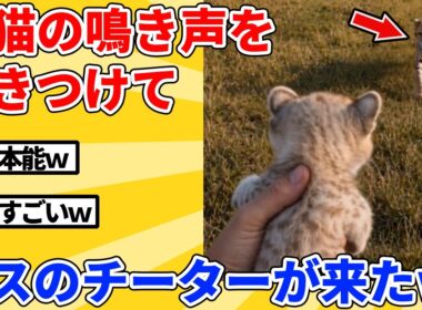 【2ch動物スレ】外で鳴く子猫→声を聴いてチーターが来たｗｗｗｗｗ